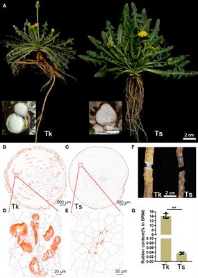 Frontiers Identification Of Mirnas And Their Targets In Two Taraxacum